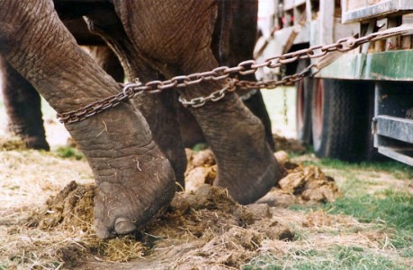 Maltrattamenti nei circhi: l’Animal Defenders ha le prove